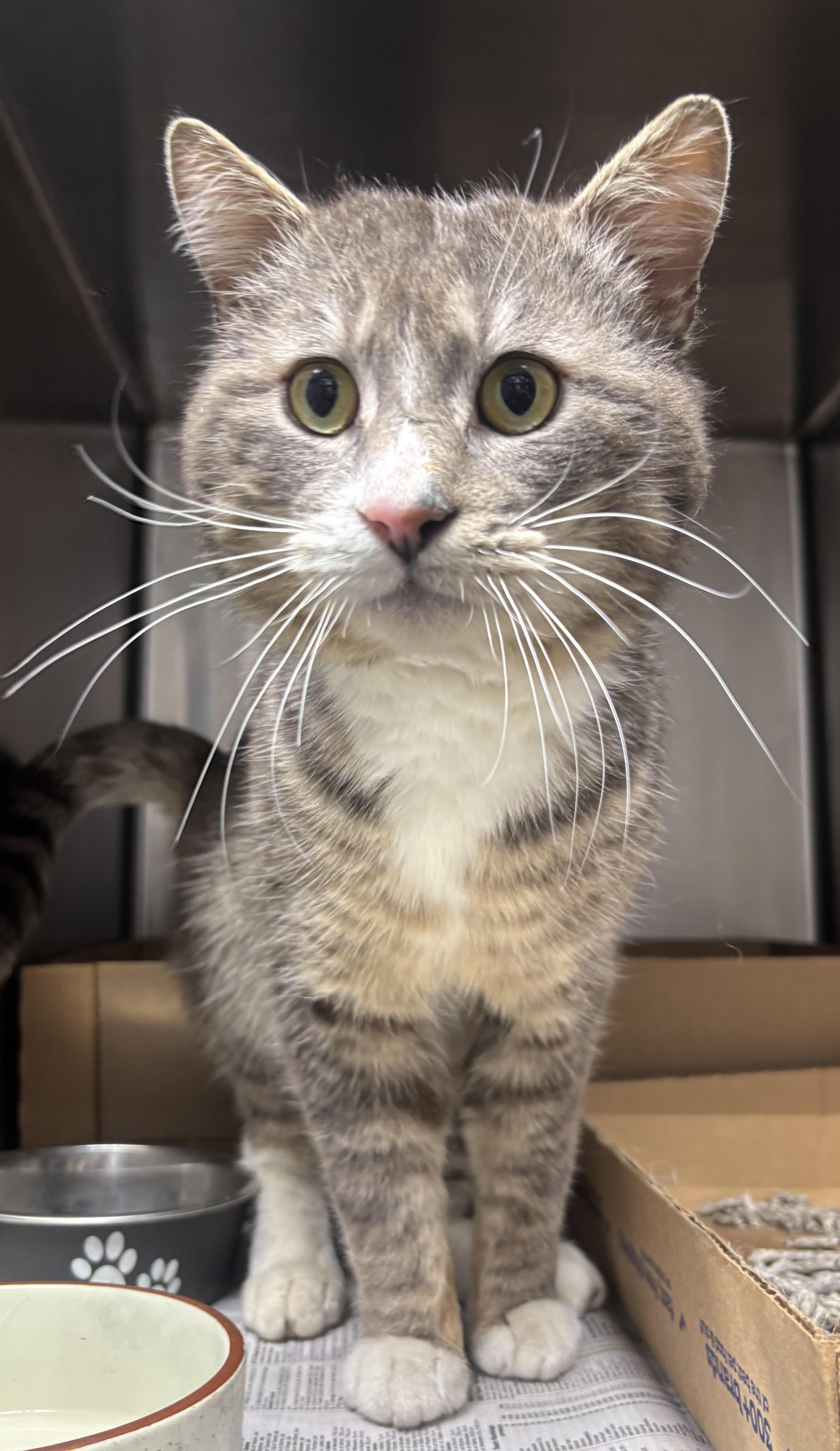 An adult medium-sized male Tabby (Gray / Blue / Silver) Domestic Short Hair cat named Rocket for adoption in North Haven, CT