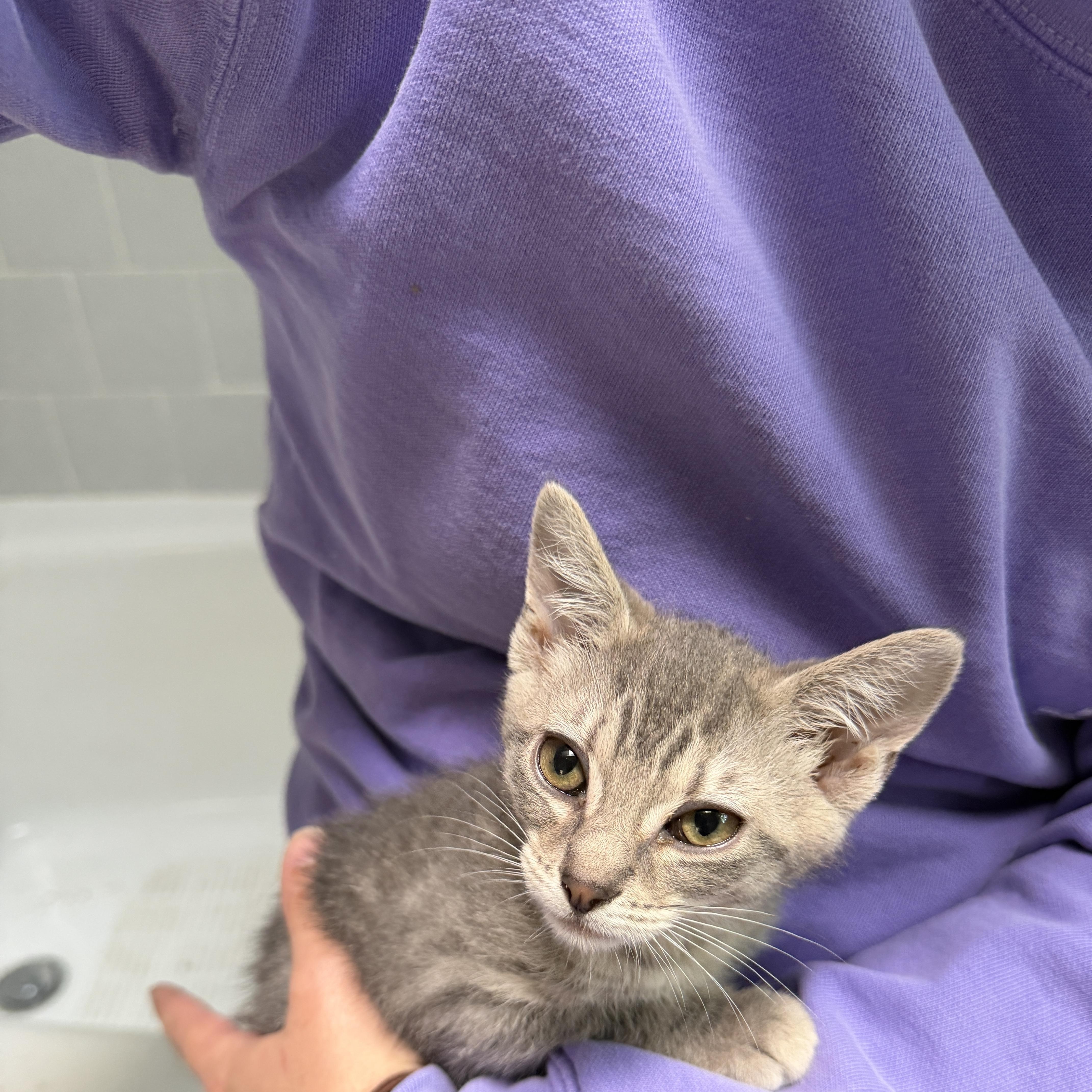 A baby small-sized female Tabby (Gray / Blue / Silver) American Shorthair cat named Felicity for adoption in North Chesterfield, VA