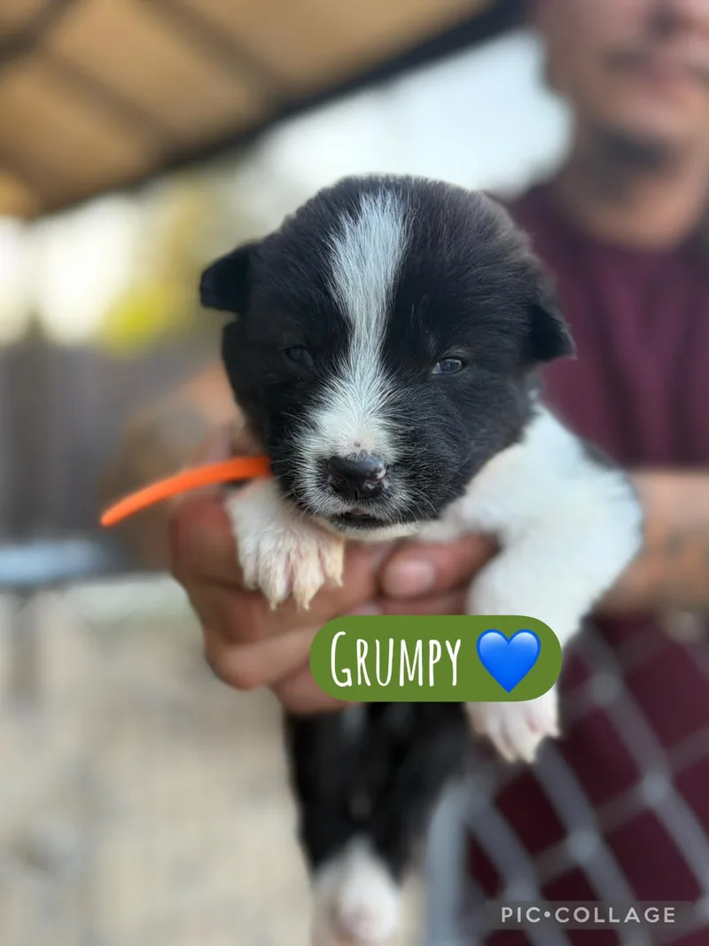 A baby medium-sized male Akita dog named Grumpy for adoption in Lodi, CA
