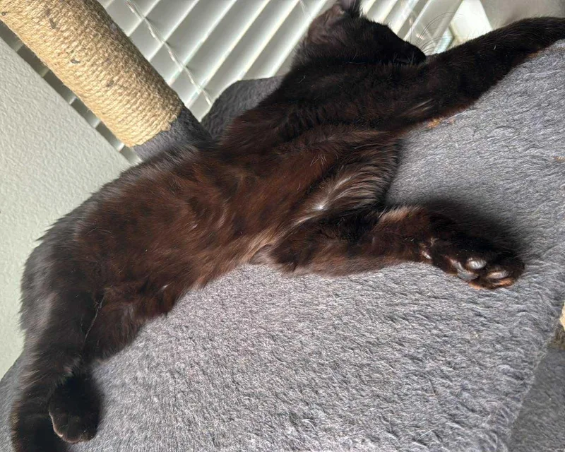 A young large-sized male Black Havana cat named Castor  Havana Brown for adoption in Allen, TX
