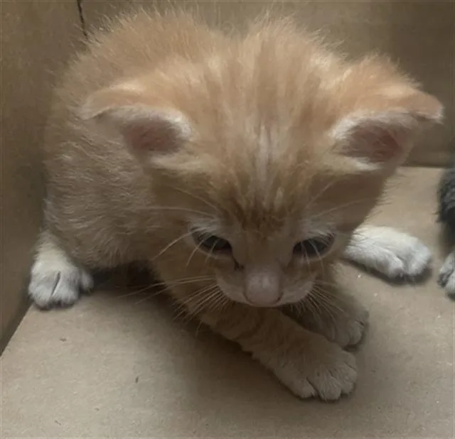A baby medium-sized male Domestic Short Hair cat named Wally for adoption in Dallas, TX