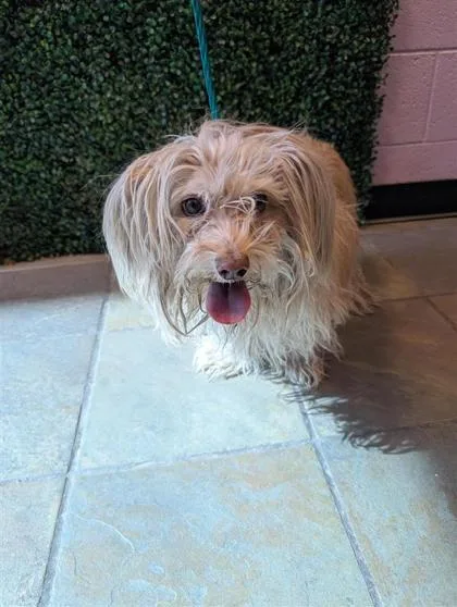 A senior small-sized male White / Cream Terrier dog named Buddy for adoption in El Paso, TX