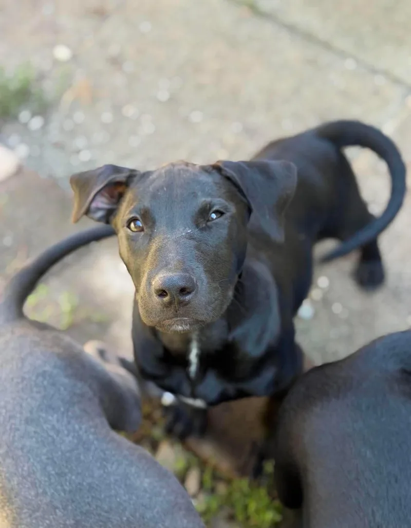 A baby medium-sized male Black Mixed Breed dog named Billy for adoption in BONIFAY, FL