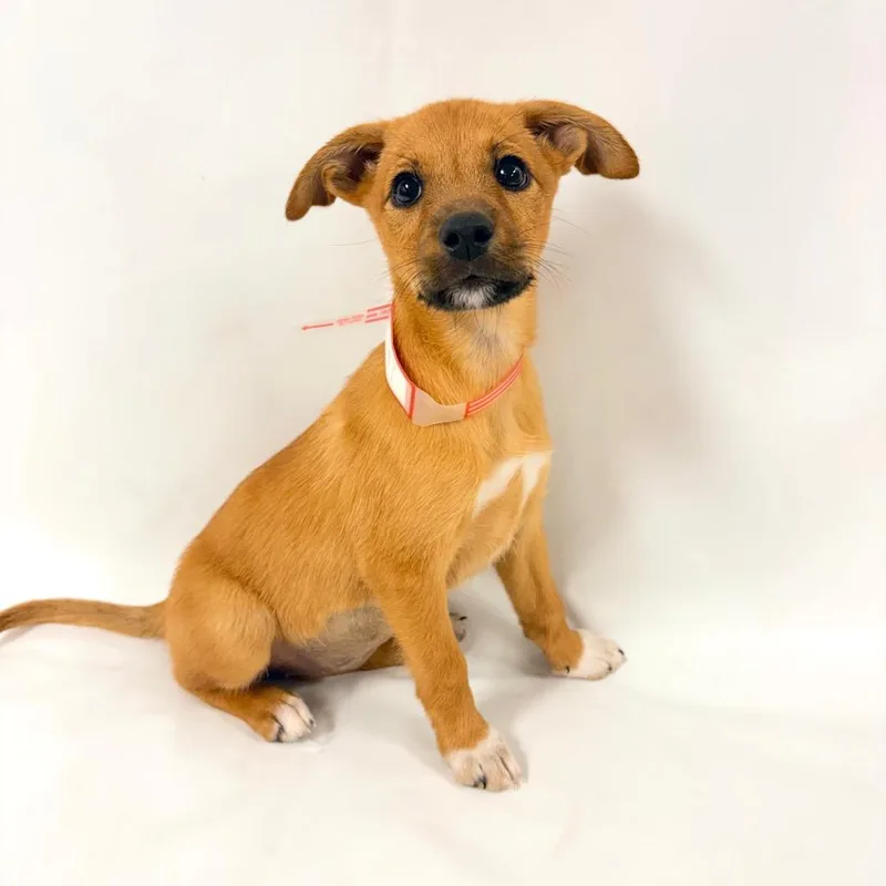 A baby small-sized female Australian Shepherd dog named Hootie for adoption in Parker, CO
