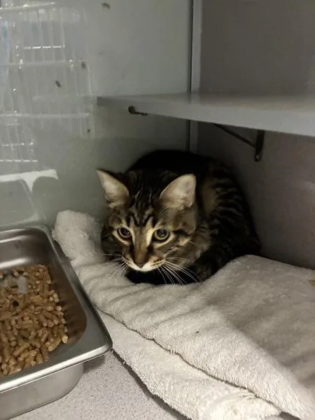 A young small-sized female Domestic Short Hair cat named Mrs. Nesbit for adoption in Salt Lake City, UT