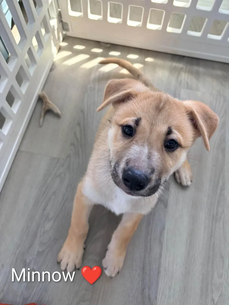 A baby large-sized male German Shepherd Dog dog named Ocean's Minnow for adoption in Wilmington, NC