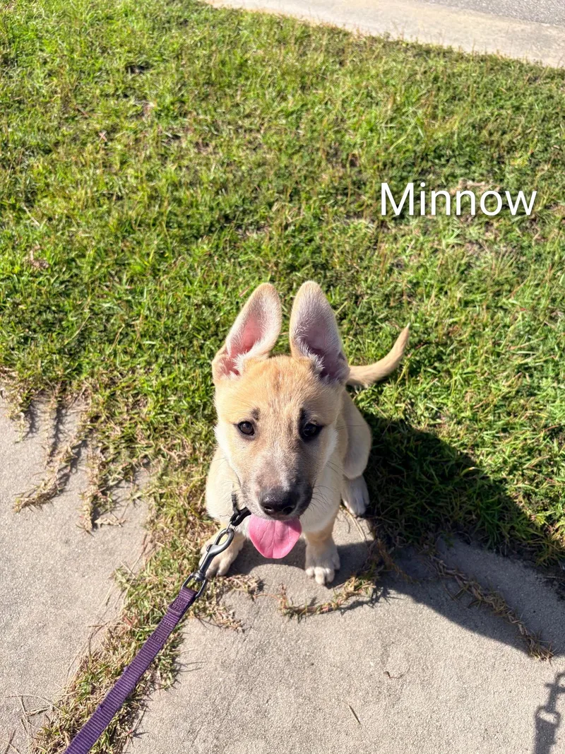 Ocean's  Minnow thumbnail 2