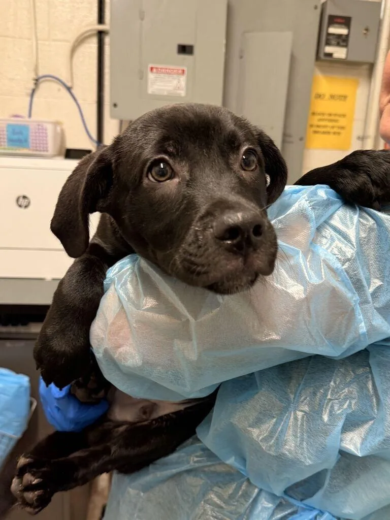 A young small-sized male Black Mixed Breed dog named Mangrove for adoption in Fruit Heights, UT