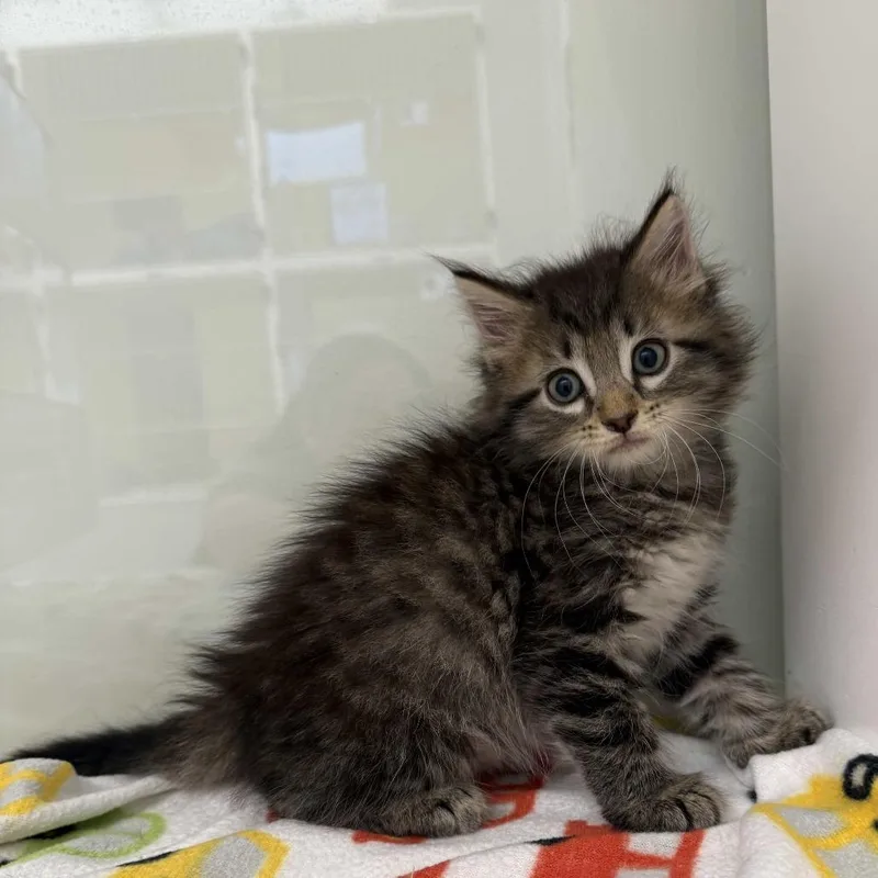 A baby small-sized male Brown / Chocolate Domestic Medium Hair cat named Berlioz for adoption in Beaumont, TX