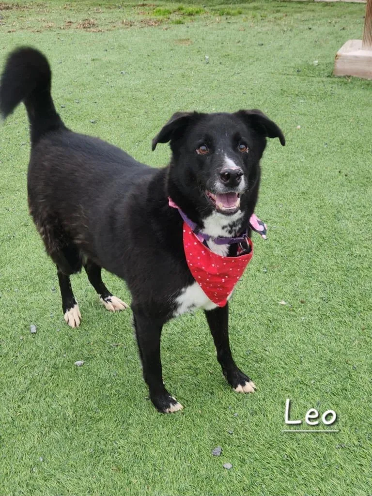 Leo thumbnail 2