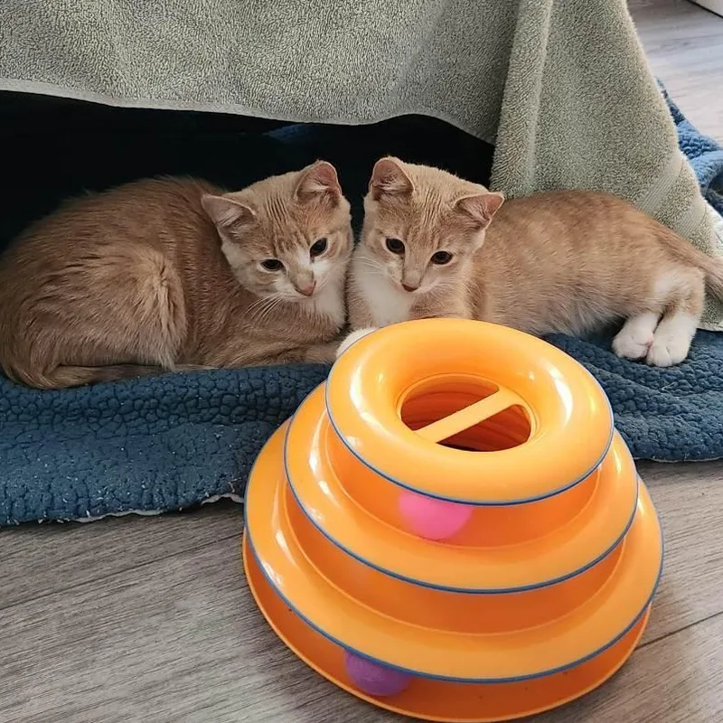 A baby medium-sized male Buff & White Domestic Short Hair cat named Hall & Oates for adoption in Johnsburg, IL