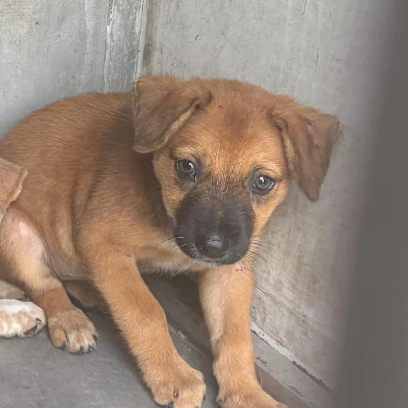 A baby small-sized female Brown / Chocolate Shepherd dog named Kia for adoption in Edinburg, TX