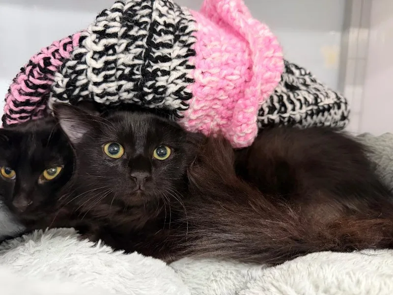 A baby medium-sized female Domestic Medium Hair cat named Vega for adoption in Raleigh, NC