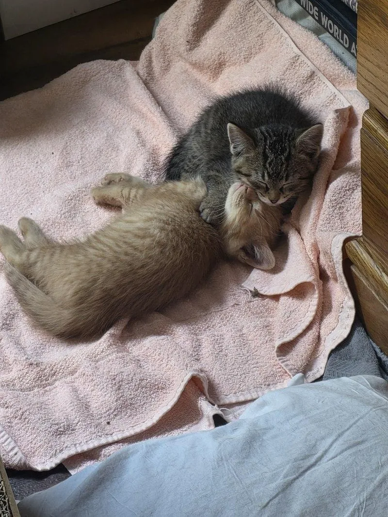 A baby medium-sized male Tabby (Brown / Chocolate) Domestic Short Hair cat named Tucker for adoption in Tomah, WI