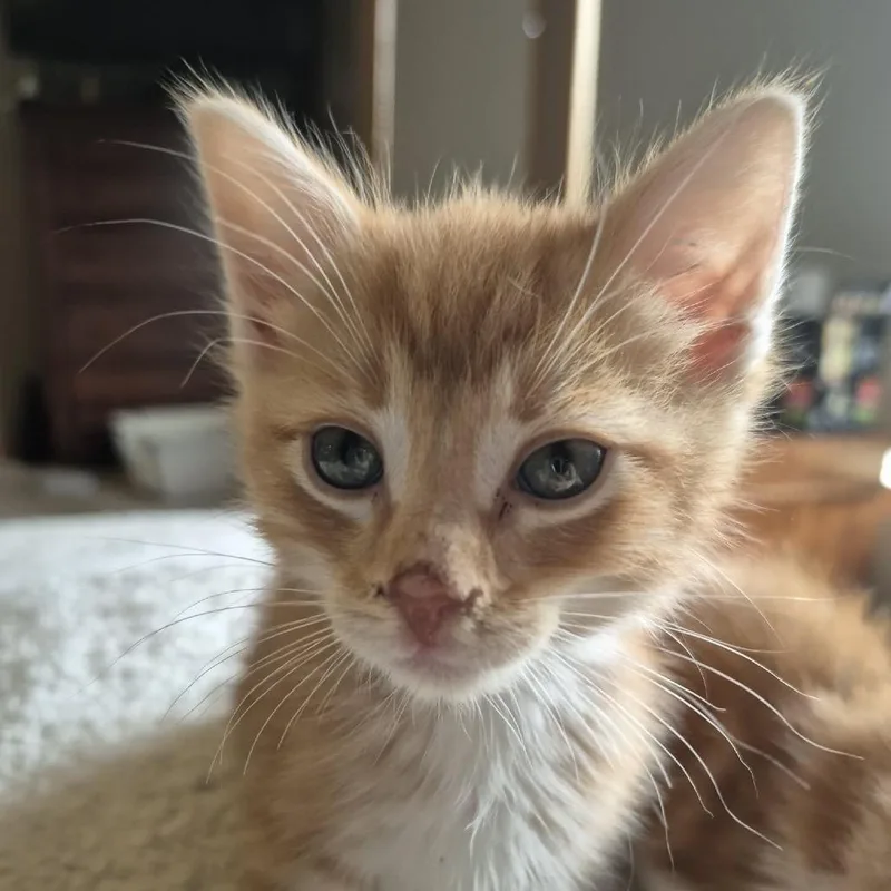 A baby small-sized male Orange / Red Domestic Short Hair cat named Bugs Bunny for adoption in Buffalo, MN