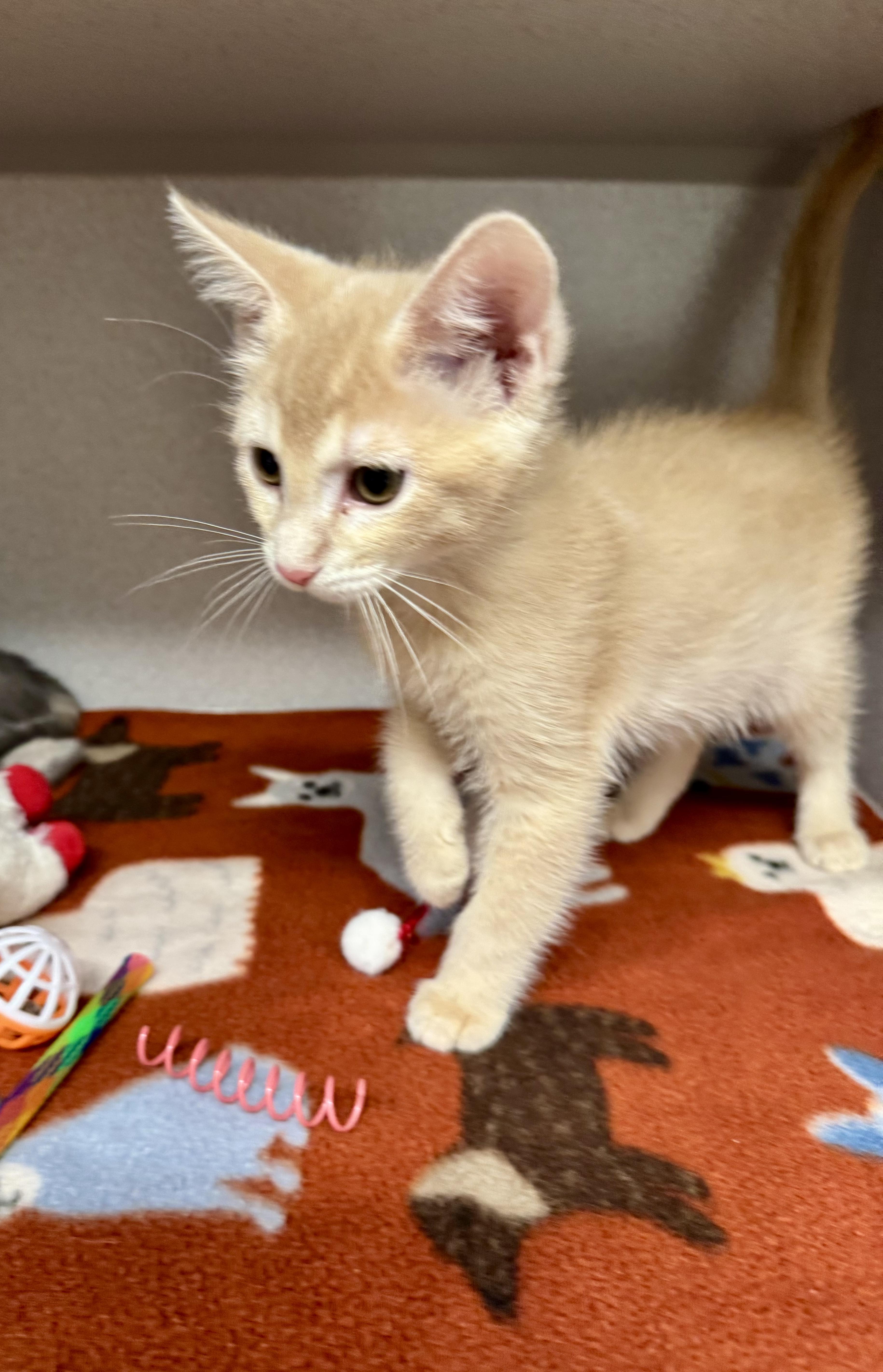 A baby medium-sized male Tabby cat named Ralphie for adoption in Red Bluff, CA
