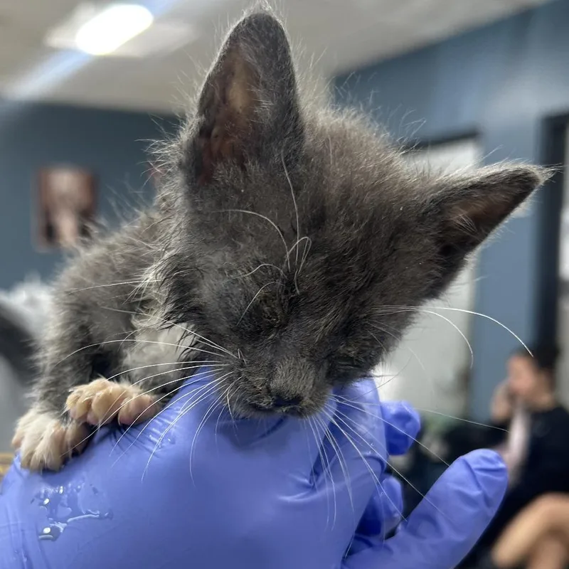 A baby small-sized male Gray / Blue / Silver Domestic Short Hair cat named Lollipop for adoption in Newark, NJ