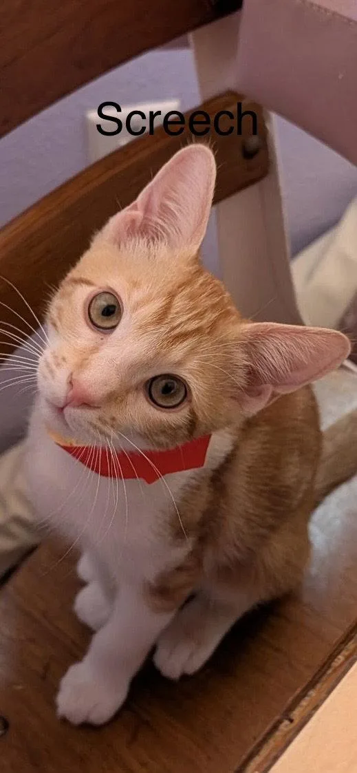A young medium-sized male Domestic Short Hair cat named Screech for adoption in Phoenix, AZ