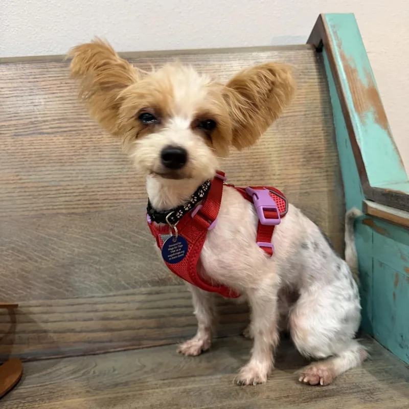 An adult small-sized male White / Cream Yorkshire Terrier dog named Elvis for adoption in Cedar Park, TX
