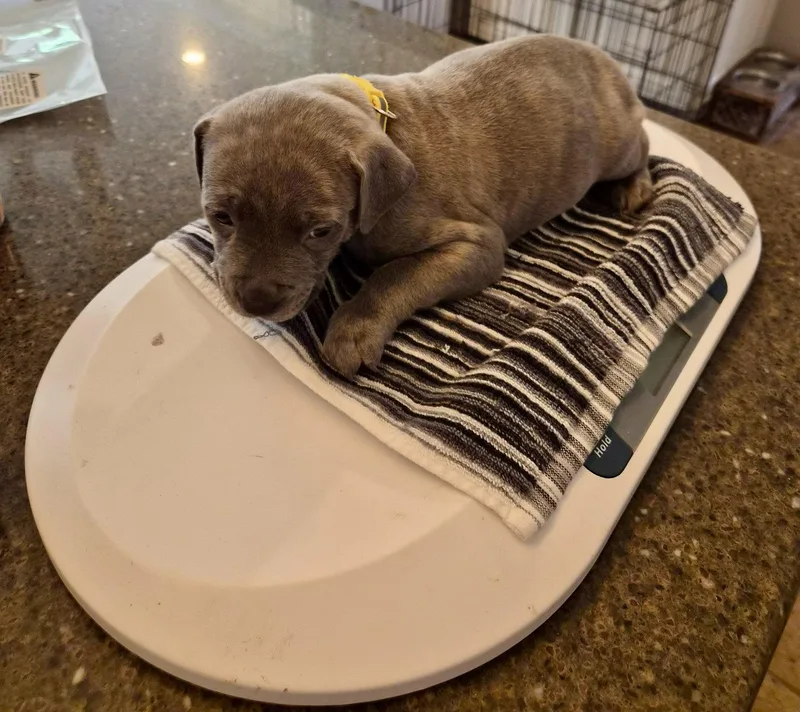 A baby large-sized male Pit Bull Terrier dog named Johnny Cash Country for adoption in Holly Springs, NC