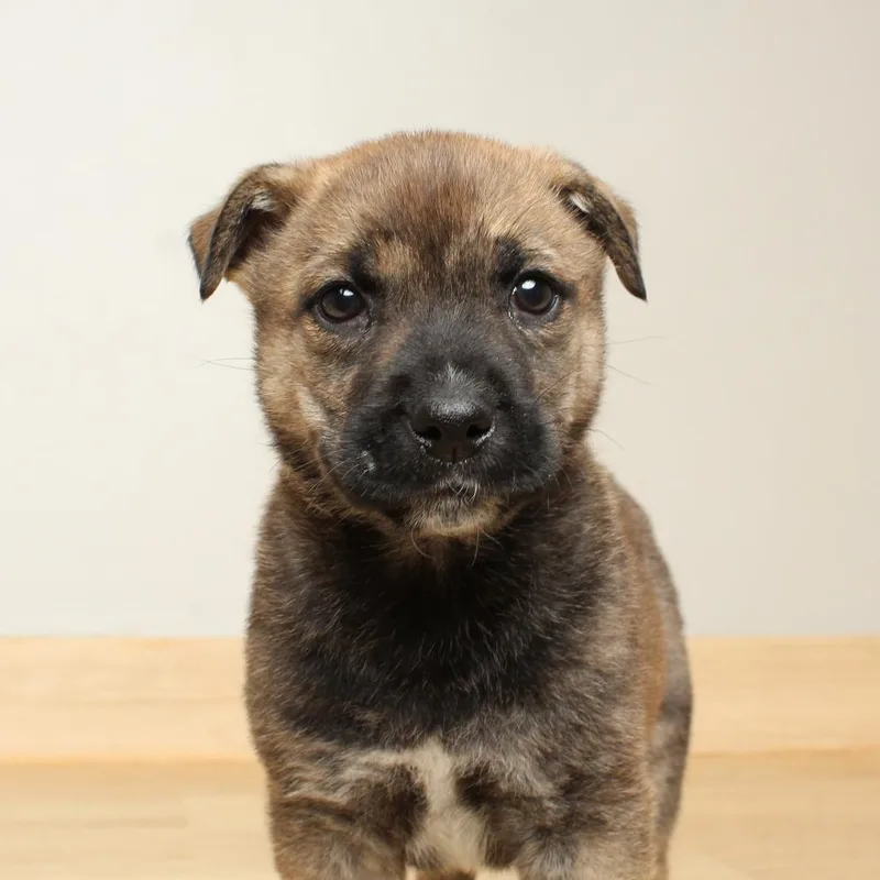 Orville D thumbnail 2