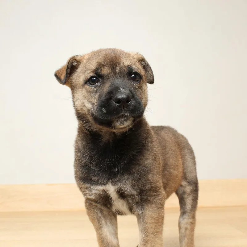 Orville D thumbnail 3