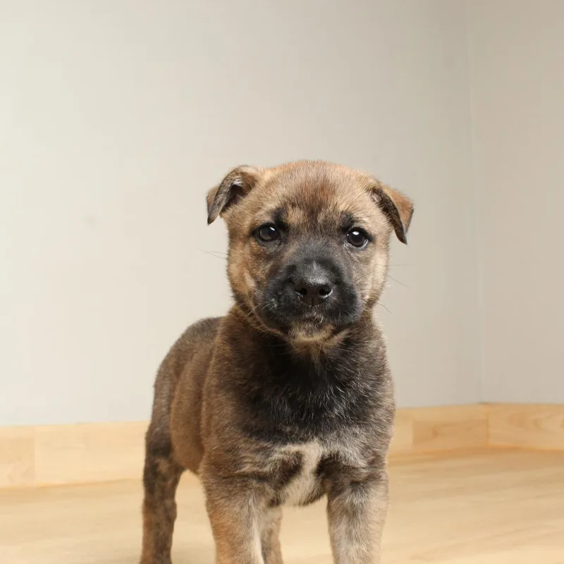 Orville D thumbnail 4