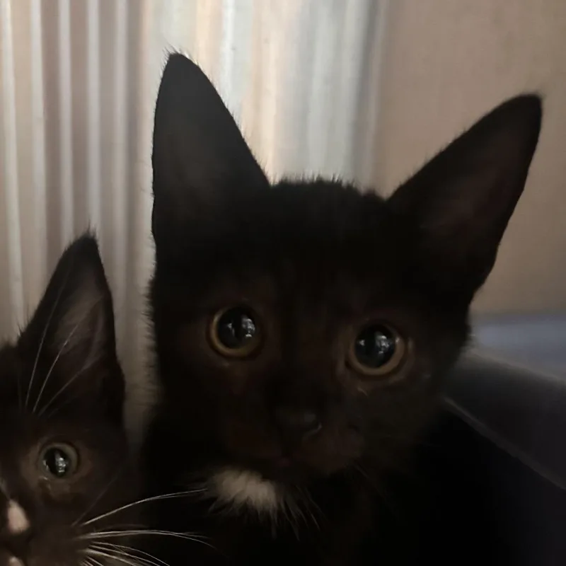 A baby small-sized female Black Domestic Short Hair cat named Addison Rae for adoption in Rocky Mount, VA