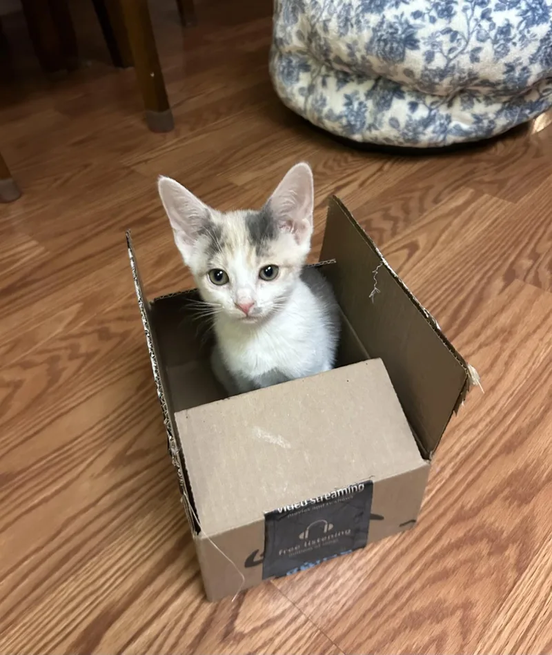 A baby small-sized female Dilute Calico cat named Rudy Jackson for adoption in Chandler, AZ