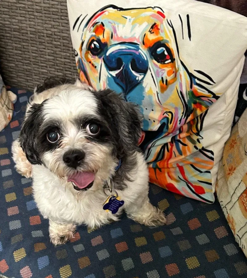 A senior small-sized male Shih Tzu dog named Georgie for adoption in Ellijay, GA