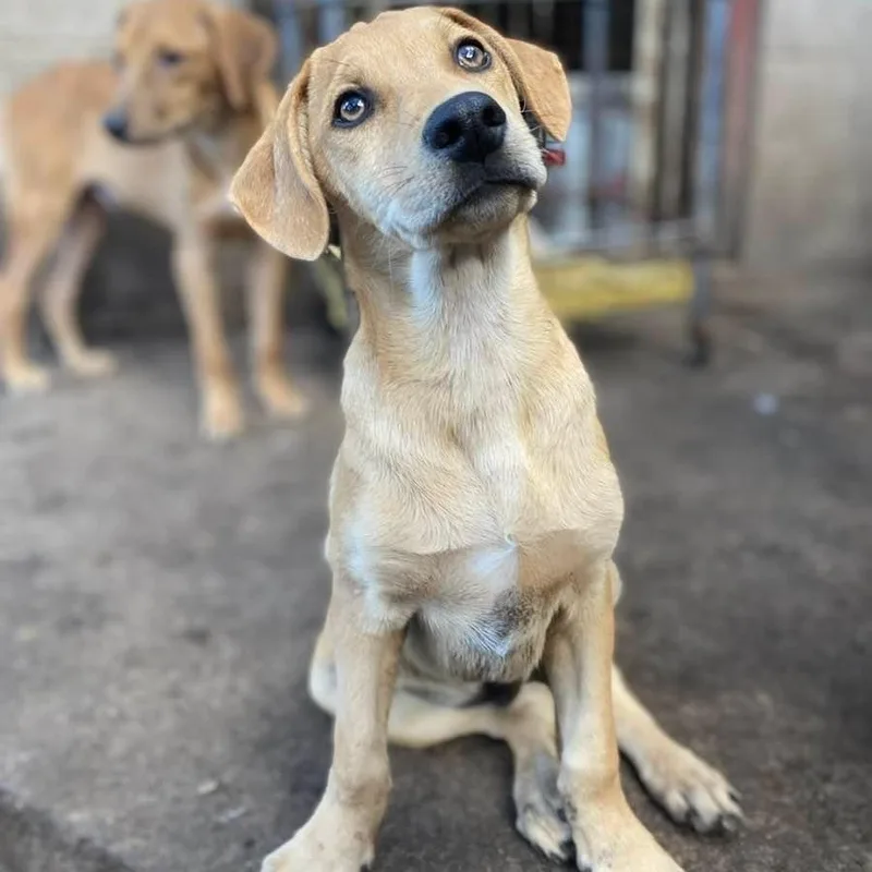 A baby medium-sized male Catahoula Leopard Dog dog named Porky PC for adoption in Goliad, TX