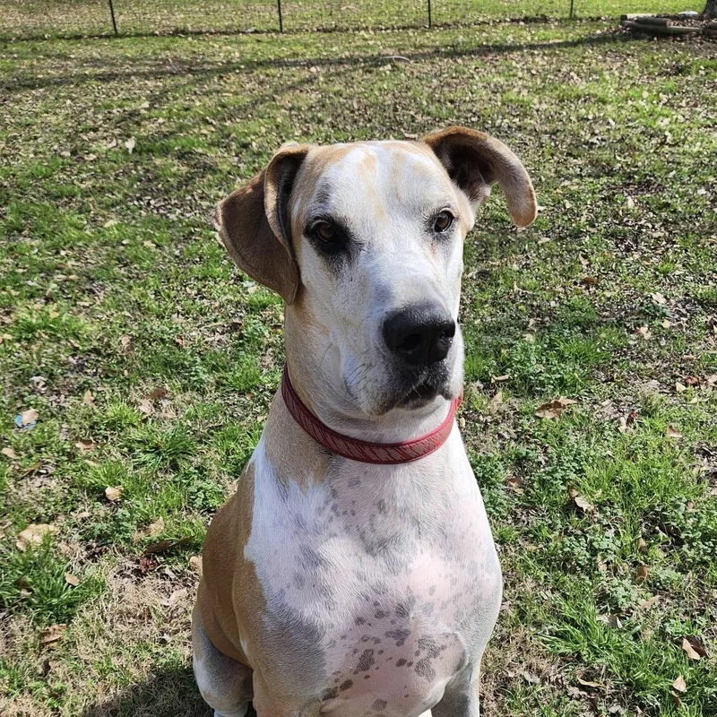 An adult extra large-sized male Great Dane dog named Duke for adoption in Houston, TX