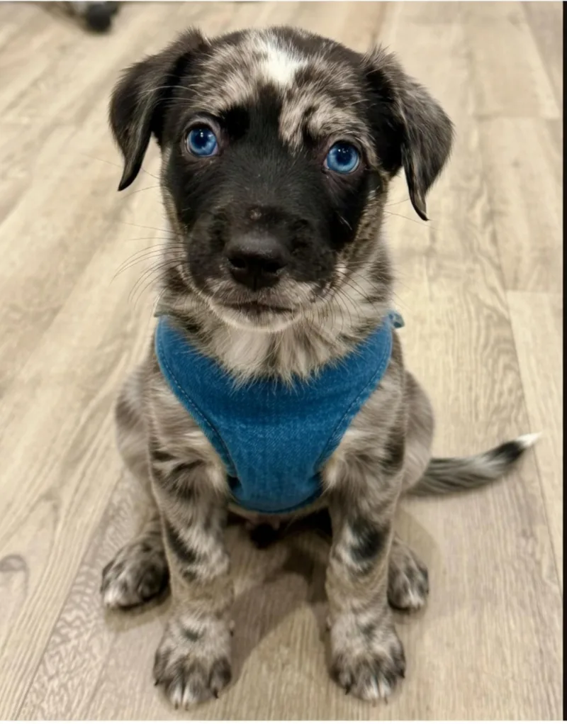 A baby medium-sized male Catahoula Leopard Dog dog named Bluey for adoption in Dandridge, TN
