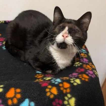A young medium-sized male Black Domestic Short Hair cat named Ray Charles for adoption in Rochester, MN