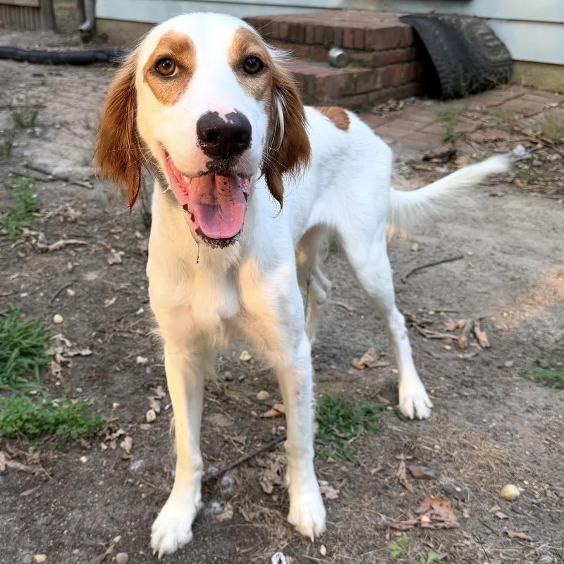A young medium-sized female White / Cream English Setter dog named Ashley for adoption in Medford, NJ