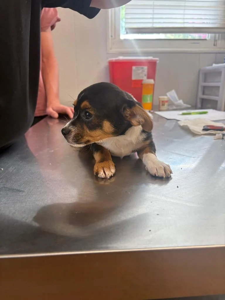 A baby small-sized male Chihuahua dog named RobWill for adoption in Fayetteville, TN