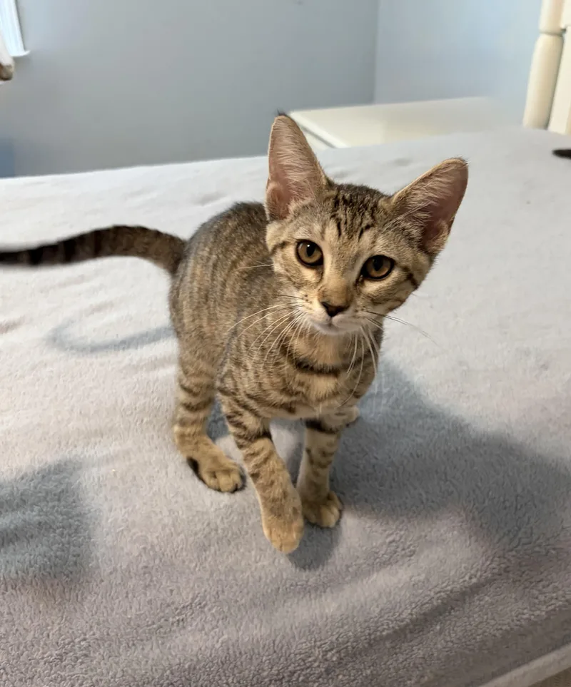 A baby medium-sized female Torbie cat named Brigitta for adoption in Kenhorst, PA