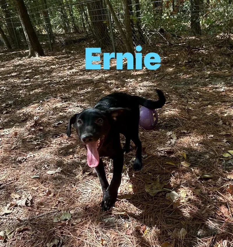 A young medium-sized male Black Labrador Retriever dog named Ernie for adoption in Pine Bluff, AR