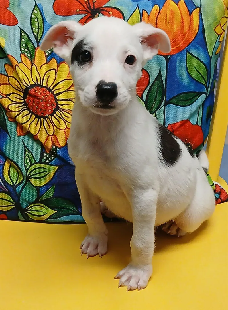 A baby medium-sized male White / Cream Terrier dog named Arlo for adoption in Pensacola, FL
