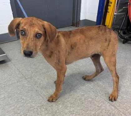 A baby medium-sized male Mixed Breed dog named Mr. Boo Boo for adoption in Port Allen, LA
