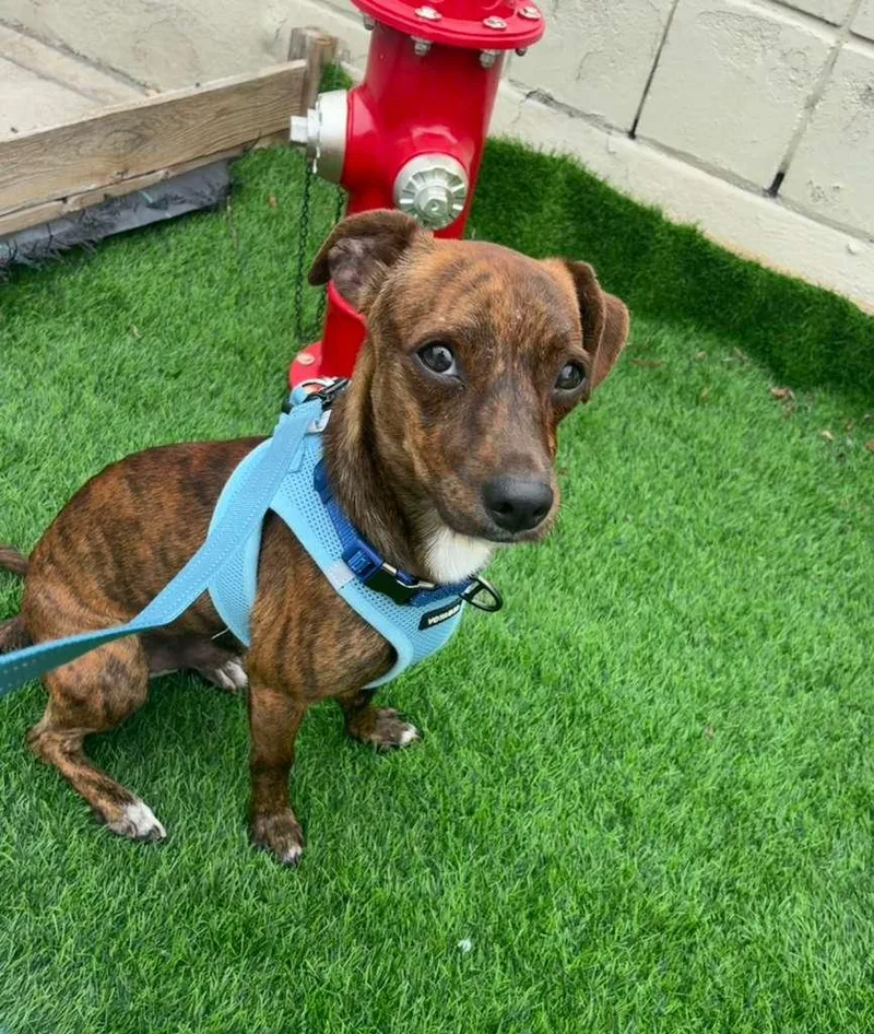 An adult small-sized male Brindle Dachshund dog named Tac for adoption in La Mesa, CA