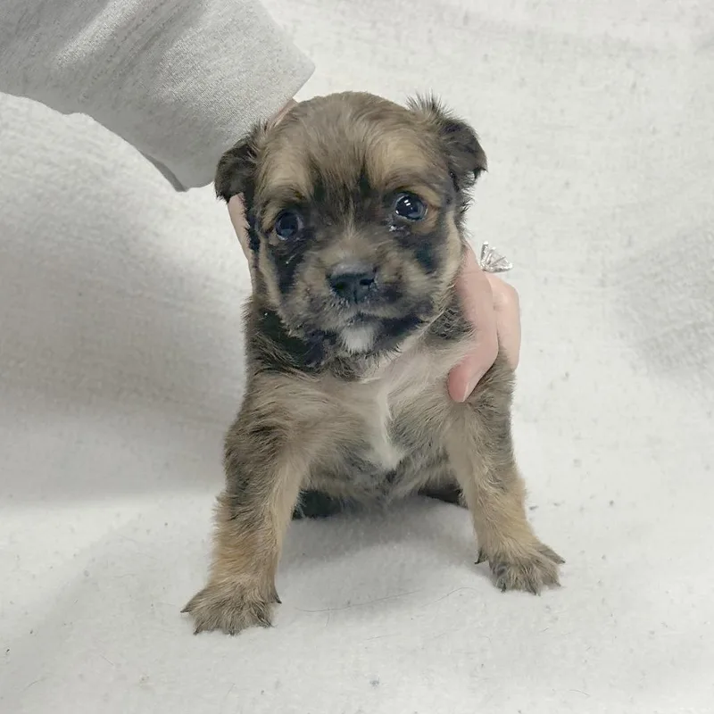 Enchilada thumbnail 2