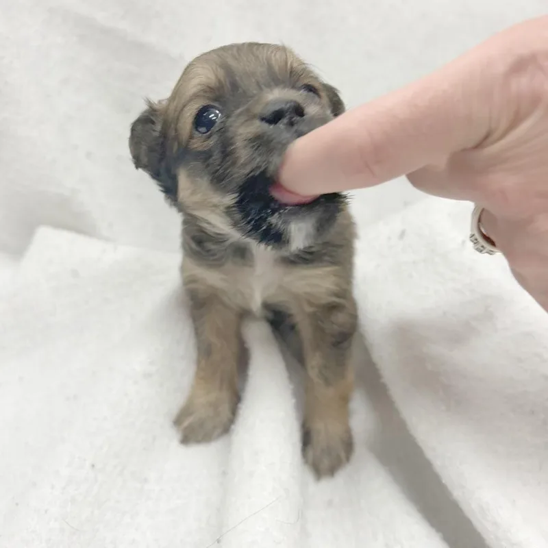 Enchilada thumbnail 3