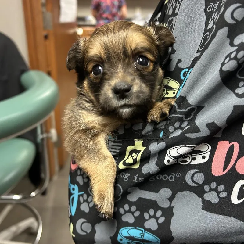 Enchilada thumbnail 4