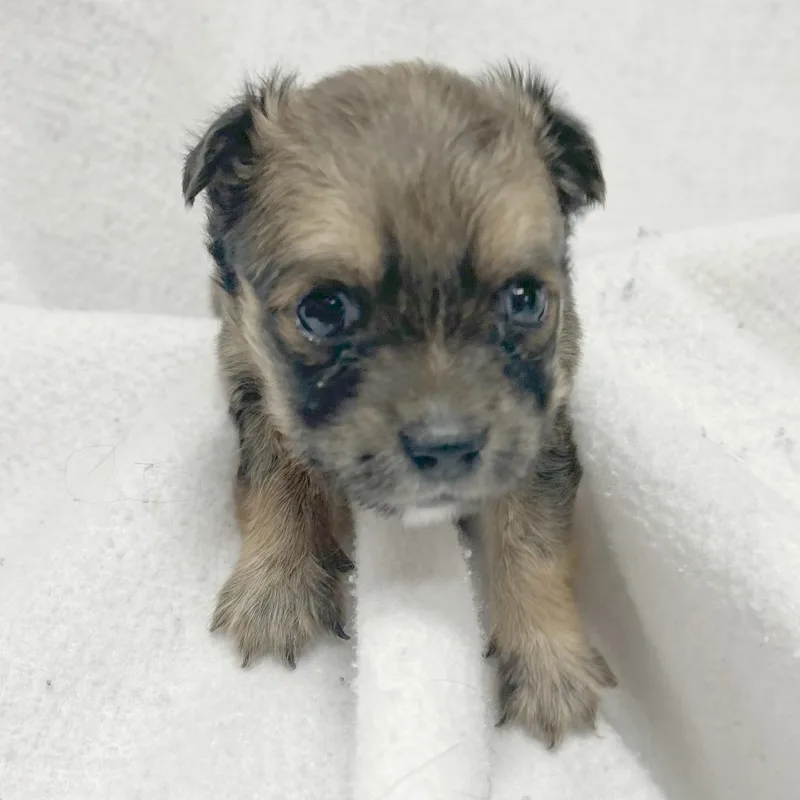 Enchilada thumbnail 5