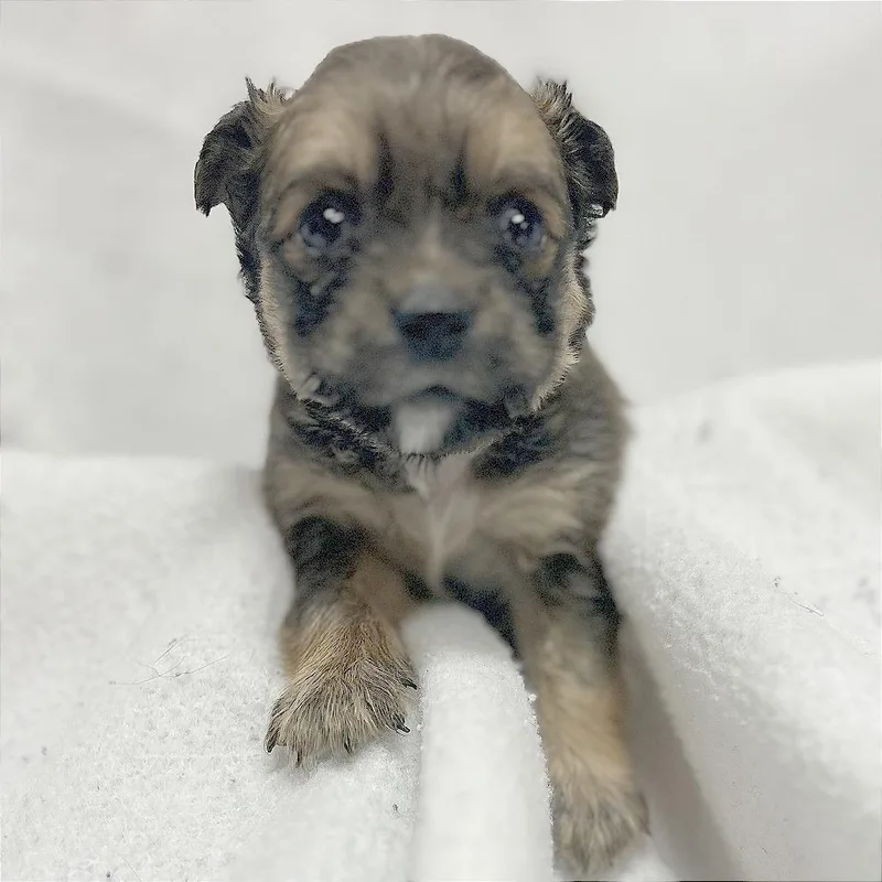 Enchilada thumbnail 6