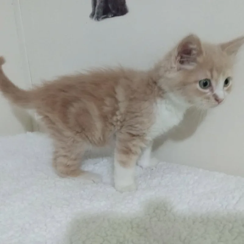 Sonny thumbnail 2