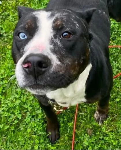 An adult medium-sized male Mixed Breed dog named Koa for adoption in Olean, NY
