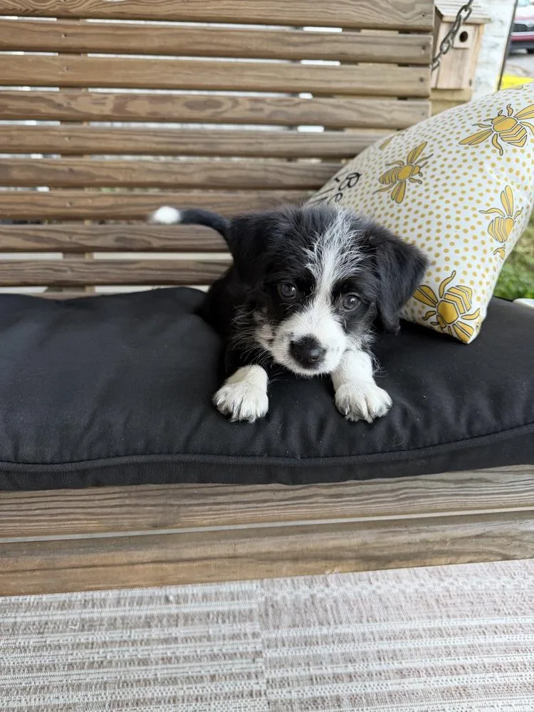 A baby small-sized male Tricolor (Brown, Black, & White) Havanese dog named Tj for adoption in Evansville, IN