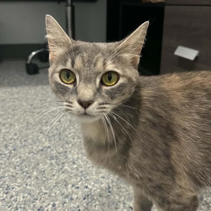 A young medium-sized female American Shorthair cat named Kali for adoption in Danbury, CT